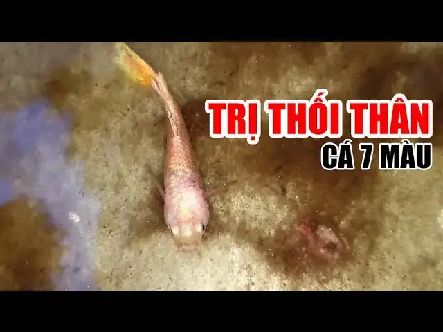 Cá Bảy Màu Thối Thân: Nguyên Nhân, Điều Trị Và Phòng Ngừa Hiệu Quả