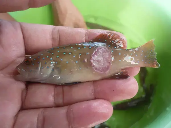 Cá Bảy Màu Thối Thân: Nguyên Nhân, Điều Trị Và Phòng Ngừa Hiệu Quả
