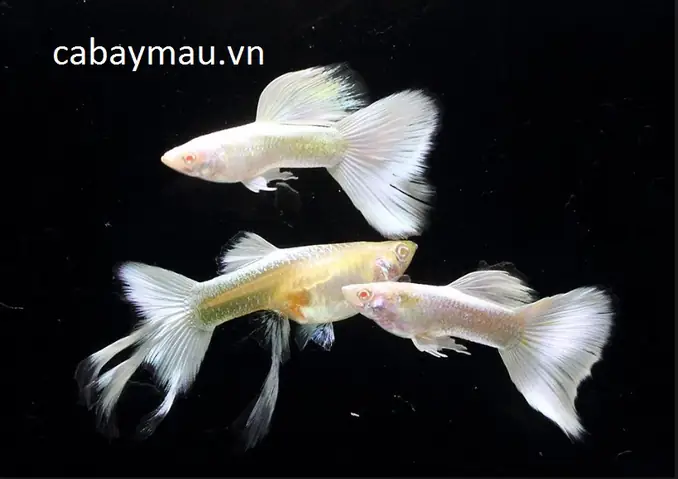 Cá Bảy Màu Trắng: Đặc Điểm, Cách Nuôi Và Kinh Nghiệm Chọn Mua Cá Bảy Màu Trắng: Đặc Điểm, Cách Nuôi Và Kinh Nghiệm Chọn Mua