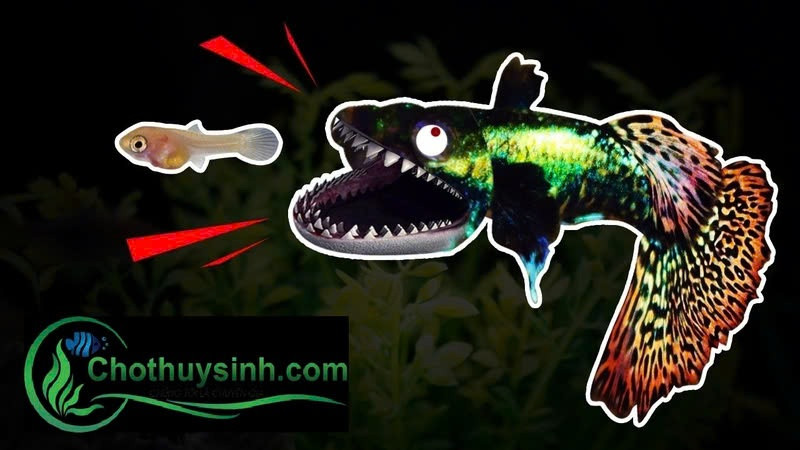 Cá bảy màu trưởng thành ăn cá con