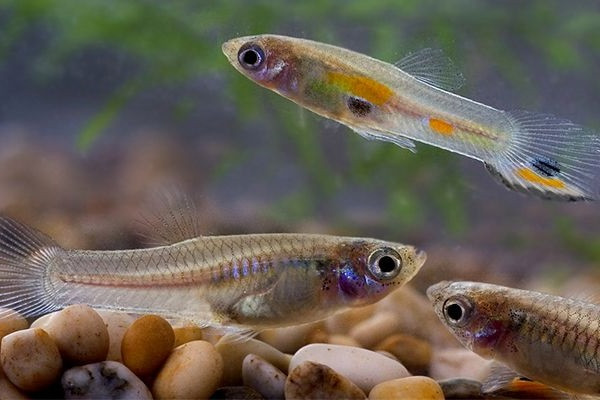 Cá bảy màu trưởng thành với kích thước nhỏ bé, minh họa đặc điểm vật lý trong vòng đời của cá bảy màu.