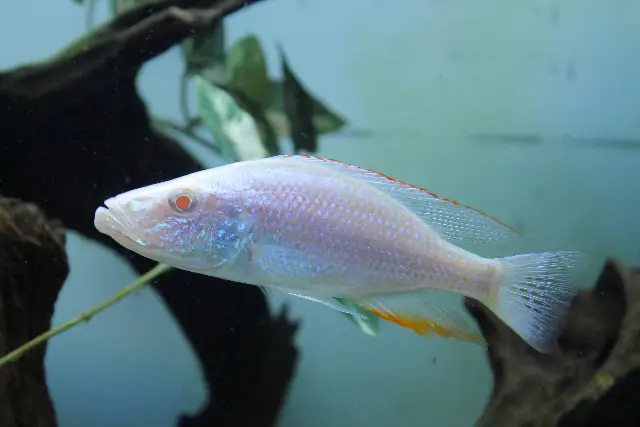 Cá Betta Bạch Tạng: Đặc điểm, Cách nuôi và Chăm sóc