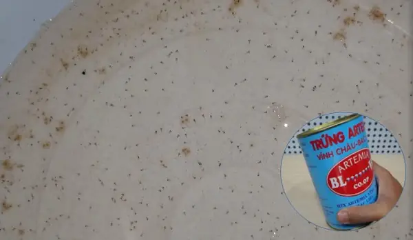 Cá betta bột ăn gì?