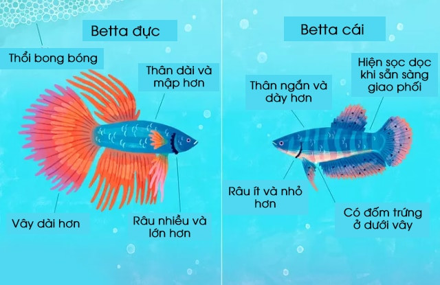 Cá Betta cái
