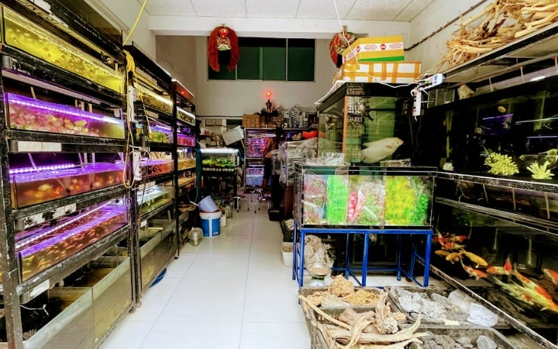 Cá Betta đa dạng tại Cá Cảnh HM Betta, Đà Nẵng