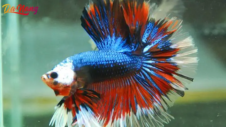 Shop Cá Cảnh HM Betta