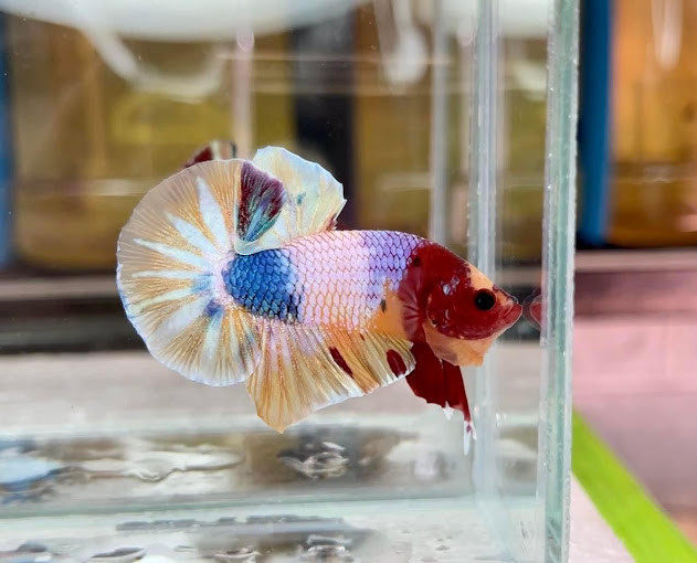 Cá Betta đủ màu sắc tại Cửa hàng Cá Betta Cần Thơ