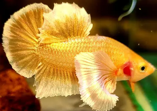 Cá Betta Dumbo Gold: Đặc điểm, Cách nuôi và Chăm sóc Cá Betta Dumbo Gold: Đặc điểm, Cách nuôi và Chăm sóc