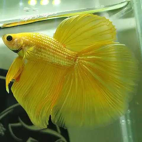 Cá Betta Dumbo Gold: Đặc điểm, Cách nuôi và Chăm sóc Cá Betta Dumbo Gold: Đặc điểm, Cách nuôi và Chăm sóc