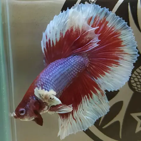 Cá Betta Dumbo Halfmoon: Đặc Điểm Và Kỹ Thuật Nuôi Dưỡng Chi Tiết Cá Betta Dumbo Halfmoon: Đặc Điểm Và Kỹ Thuật Nuôi Dưỡng Chi Tiết