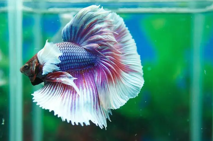 Tất Tần Tật Về Cá Betta Dumbo Lavender: Hướng Dẫn Nuôi Từ A-Z