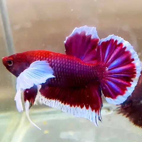 Tất Tần Tật Về Cá Betta Dumbo Lavender: Hướng Dẫn Nuôi Từ A-Z