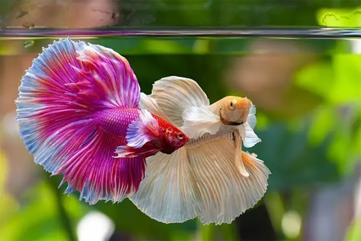 Tất Tần Tật Về Cá Betta Dumbo Lavender: Hướng Dẫn Nuôi Từ A-Z