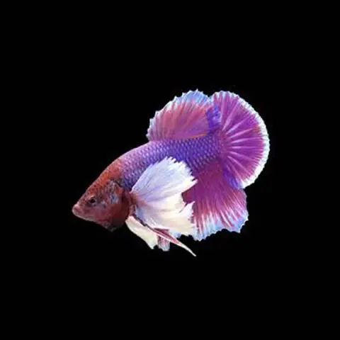 Tất Tần Tật Về Cá Betta Dumbo Lavender: Hướng Dẫn Nuôi Từ A-Z