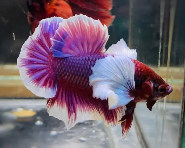 Tất Tần Tật Về Cá Betta Dumbo Lavender: Hướng Dẫn Nuôi Từ A-Z