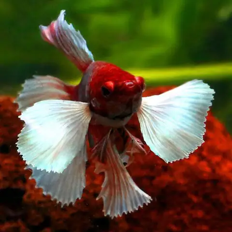 Tất Tần Tật Về Cá Betta Dumbo Lavender: Hướng Dẫn Nuôi Từ A-Z
