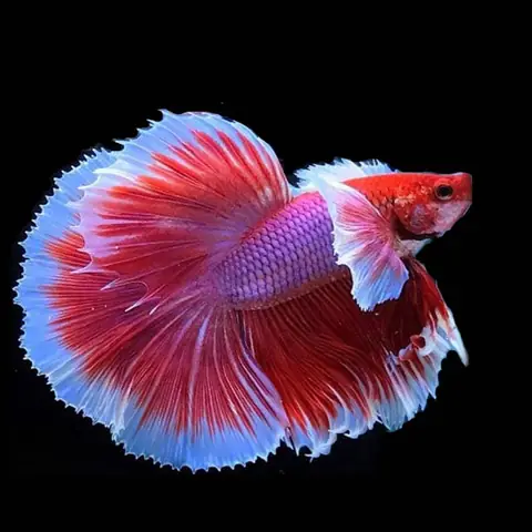 Tất Tần Tật Về Cá Betta Dumbo Lavender: Hướng Dẫn Nuôi Từ A-Z