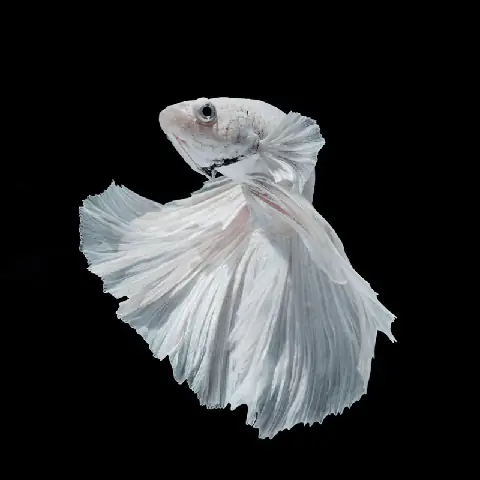 Cá Betta Dumbo White: Hướng Dẫn Nuôi, Chăm Sóc Toàn Diện