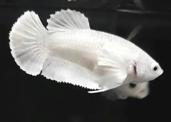 Cá Betta Dumbo White: Hướng Dẫn Nuôi, Chăm Sóc Toàn Diện