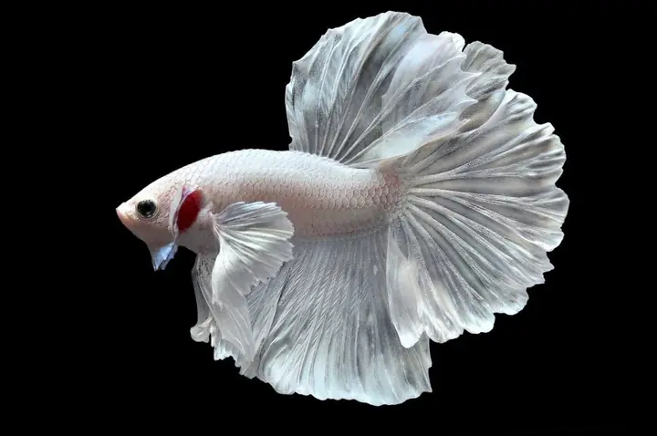 Cá Betta Dumbo White: Hướng Dẫn Nuôi, Chăm Sóc Toàn Diện