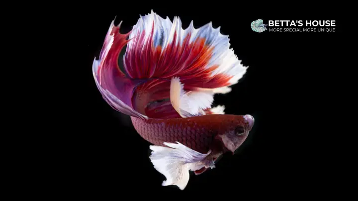 3.3 Cá Betta Dumbo
