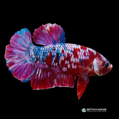 3.2 Cá Betta Koi Nemo