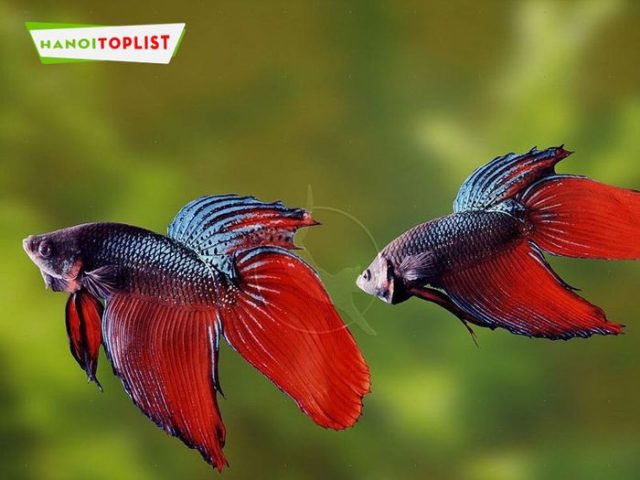Cá betta đuôi dài rực rỡ bơi trong bể kính tại cửa hàng Đức Anh