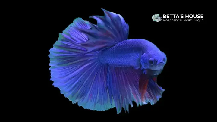 2.1 Cá Betta Đuôi Dài