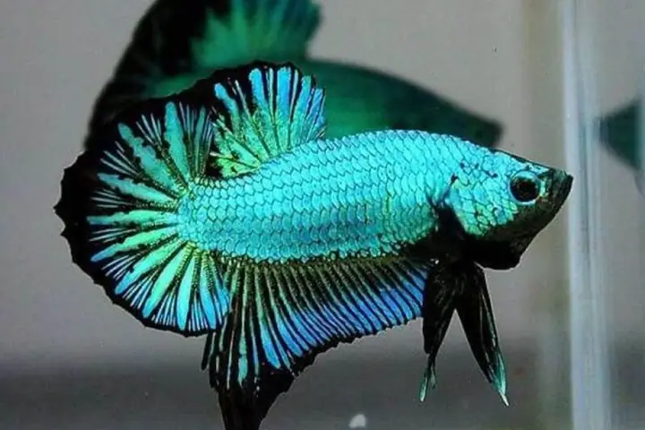 Cá Betta Giá Bao Nhiêu? Bảng Giá Chi Tiết Theo Loại & Kinh Nghiệm Mua