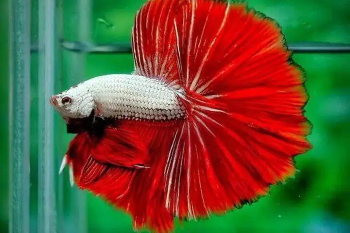Cá Betta Giá Bao Nhiêu? Bảng Giá Chi Tiết Theo Loại & Kinh Nghiệm Mua Cá Betta Giá Bao Nhiêu? Bảng Giá Chi Tiết Theo Loại & Kinh Nghiệm Mua