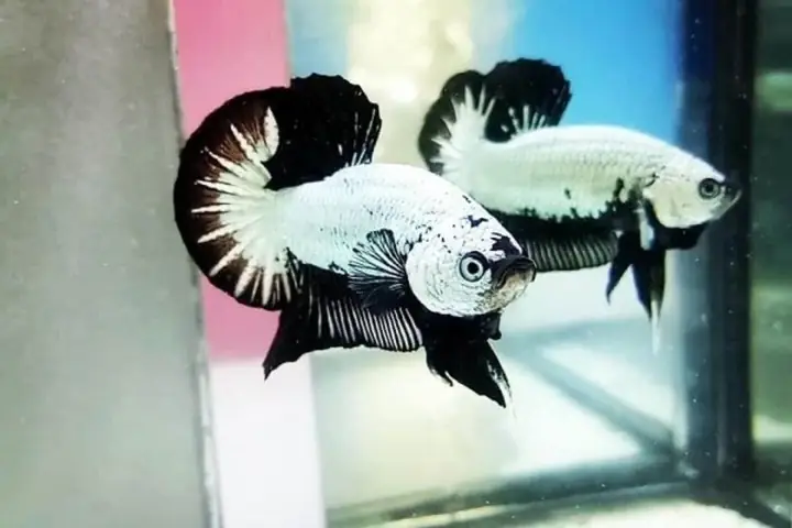 Cá Betta Giá Bao Nhiêu? Bảng Giá Chi Tiết Theo Loại & Kinh Nghiệm Mua Cá Betta Giá Bao Nhiêu? Bảng Giá Chi Tiết Theo Loại & Kinh Nghiệm Mua