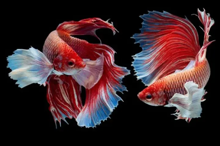 Cá Betta Giá Bao Nhiêu? Bảng Giá Chi Tiết Theo Loại & Kinh Nghiệm Mua Cá Betta Giá Bao Nhiêu? Bảng Giá Chi Tiết Theo Loại & Kinh Nghiệm Mua
