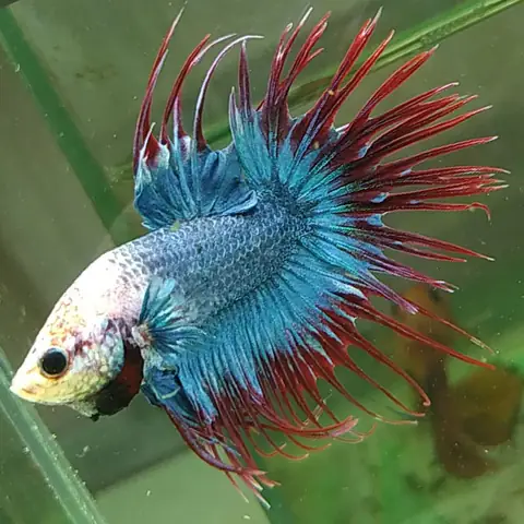 cá betta giá rẻ