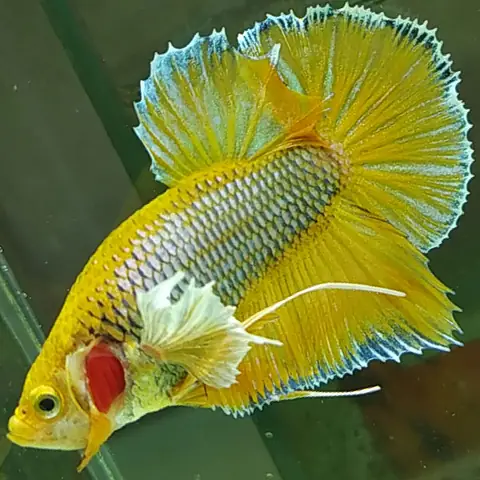 cá betta giá rẻ