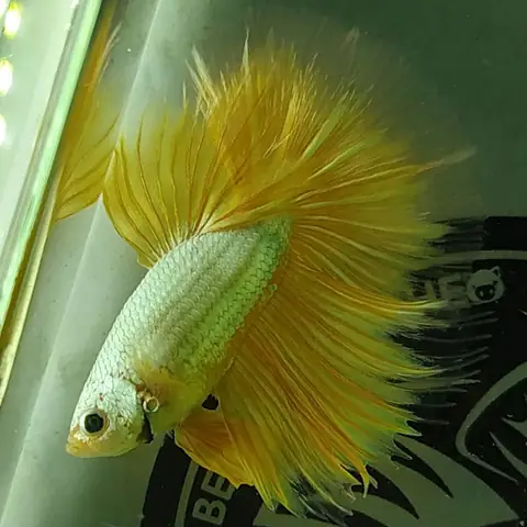 cá betta giá rẻ