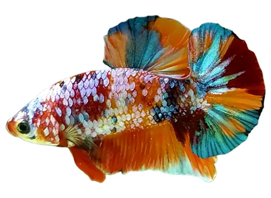 cá betta giá rẻ
