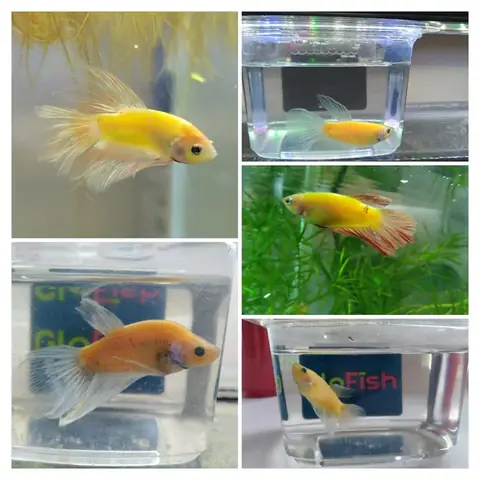 Top 5 Địa Chỉ Bán Cá Betta Gò Vấp Chất Lượng Nên Ghé