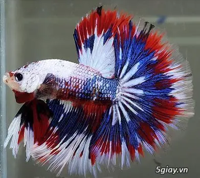 Top 5 Địa Chỉ Bán Cá Betta Gò Vấp Chất Lượng Nên Ghé