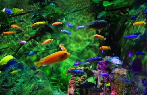 Cá Betta Hà Đông: Hướng Dẫn Từ A Đến Z Về Chọn Mua & Chăm Sóc