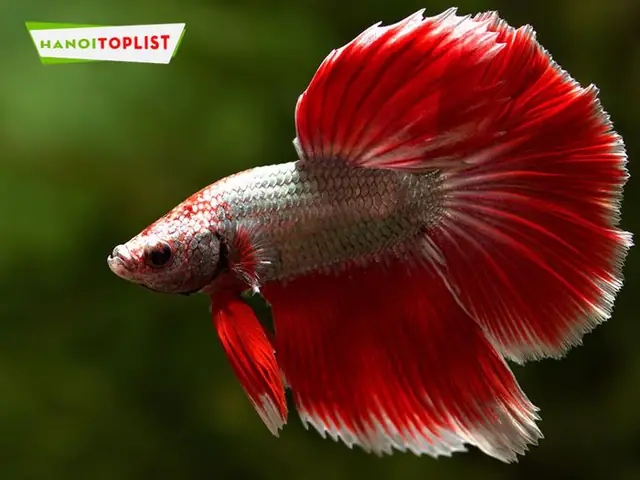 cá betta hà nội