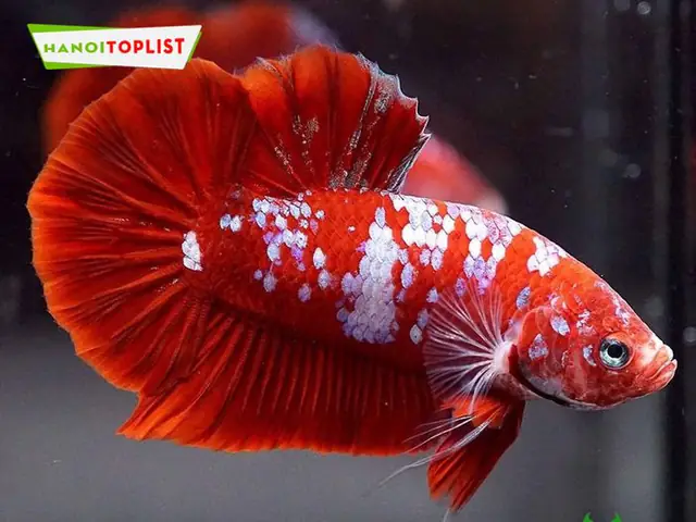 cá betta hà nội