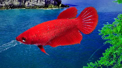 Hướng Dẫn Nuôi Dưỡng Cá Betta Halfmoon Mái Khỏe Mạnh Và Sinh Sản Thành Công