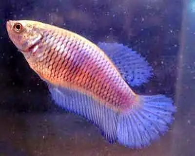 Hướng Dẫn Nuôi Dưỡng Cá Betta Halfmoon Mái Khỏe Mạnh Và Sinh Sản Thành Công