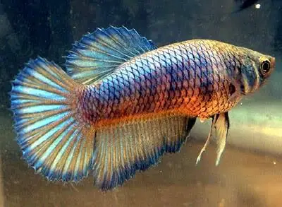 Hướng Dẫn Nuôi Dưỡng Cá Betta Halfmoon Mái Khỏe Mạnh Và Sinh Sản Thành Công