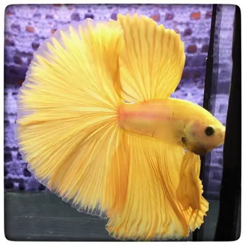 Hướng Dẫn Nuôi Dưỡng Cá Betta Halfmoon Mái Khỏe Mạnh Và Sinh Sản Thành Công