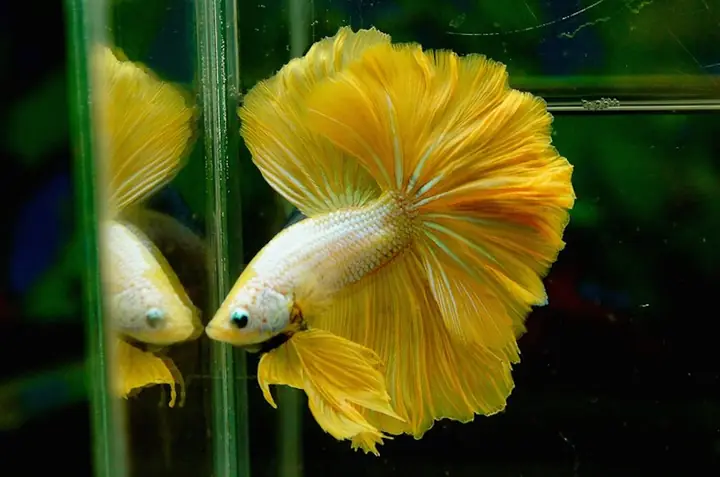 Hướng Dẫn Nuôi Dưỡng Cá Betta Halfmoon Mái Khỏe Mạnh Và Sinh Sản Thành Công