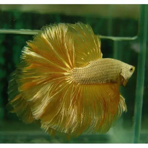 Hướng Dẫn Nuôi Dưỡng Cá Betta Halfmoon Mái Khỏe Mạnh Và Sinh Sản Thành Công