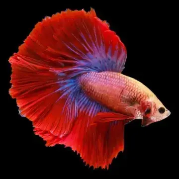 Hướng Dẫn Nuôi Dưỡng Cá Betta Halfmoon Mái Khỏe Mạnh Và Sinh Sản Thành Công