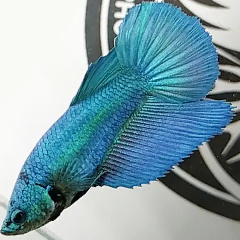 Hướng Dẫn Nuôi Dưỡng Cá Betta Halfmoon Mái Khỏe Mạnh Và Sinh Sản Thành Công