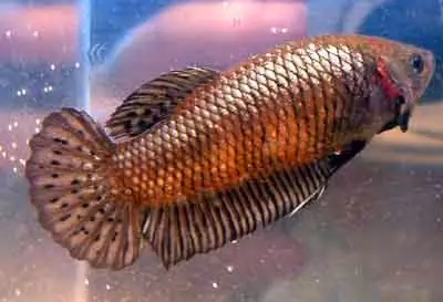 Hướng Dẫn Nuôi Dưỡng Cá Betta Halfmoon Mái Khỏe Mạnh Và Sinh Sản Thành Công
